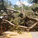 Desidia Municipal: Añoso árbol destroza una plaza en Luque