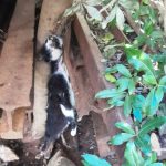 Hallan colgado a un gato en la Municipalidad